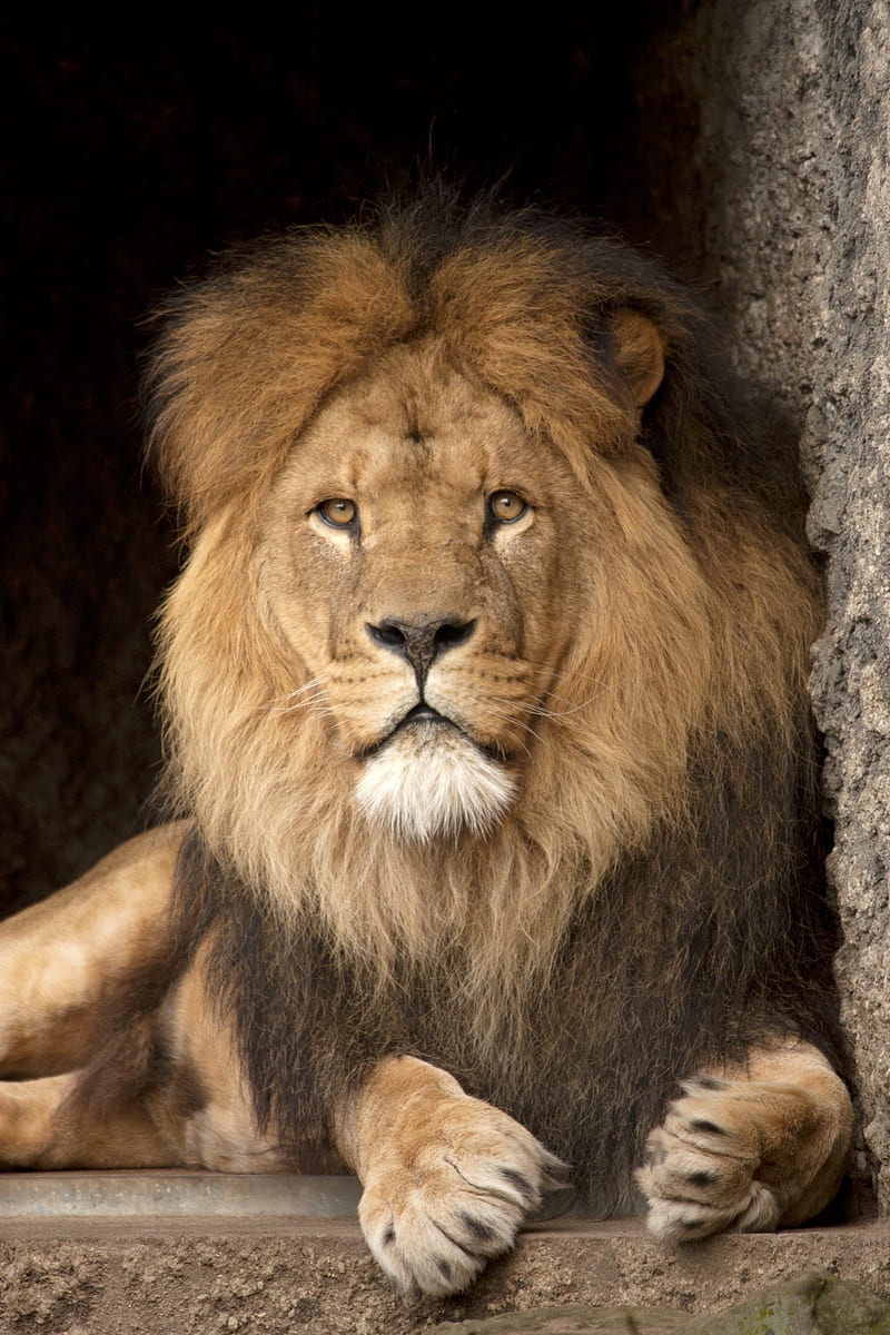 lion, predator, glance, king of beasts, big cat, HD phone wallpaper