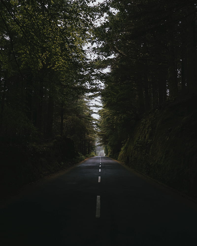 road, forest, trees, way, asphalt, marking, HD phone wallpaper