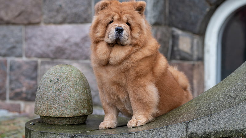 Brown Chow Chow Dog Is Sitting On Stone In Walls Background Dog, HD wallpaper