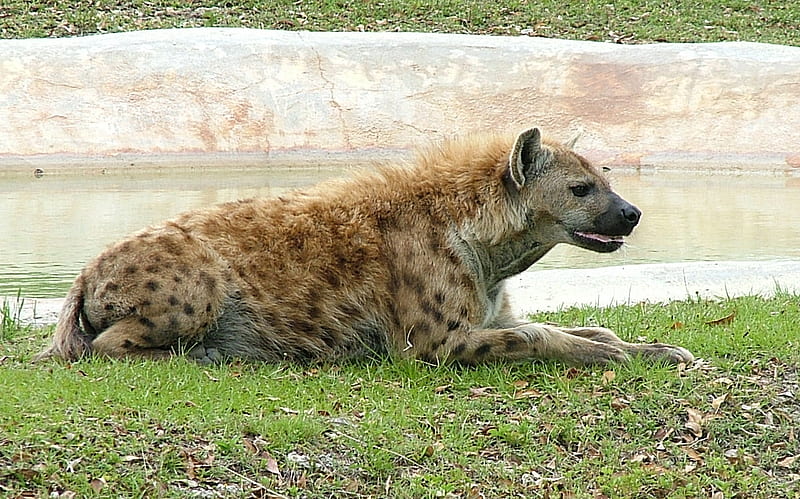 Hyena, wildlife, nature, animal, HD wallpaper
