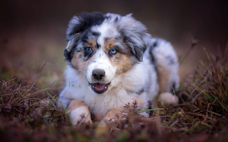Australian Shepherd Dog, Aussie, heterochromia, puppy, small dog, cute animals, HD wallpaper