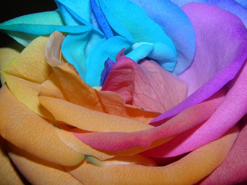 Rainbow Rose, pretty, rose, rainbow, petals, delicate, HD wallpaper