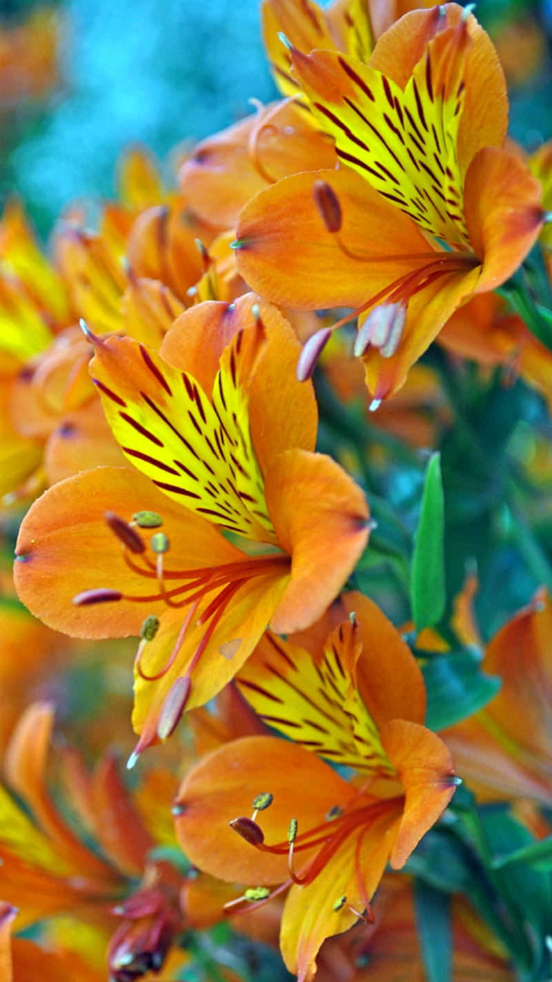 lilies, flowers, orange, HD phone wallpaper