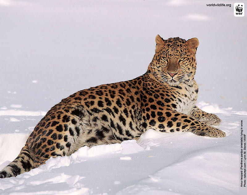 Amur leopard, endangered, rare, snow, species, HD wallpaper