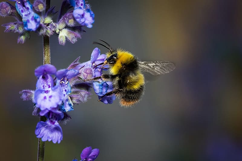 Bumblebee, Animals, Zoology, Entomology, Insects, HD wallpaper