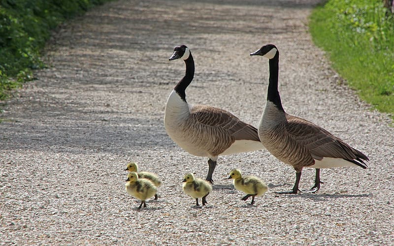 Canada Goose Family, geese, goslings, family, Canada, lane, HD wallpaper