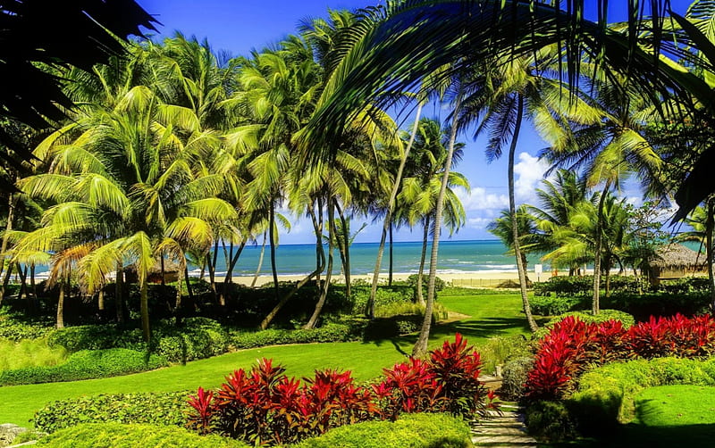 Tropical paradise, grass, breeze, bonito, sea, beach, tropics, rest, vacation, exotic, ocean, relax, palms, paradise, summer, garden, sands, coast, HD wallpaper