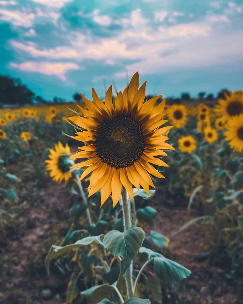Sunflower, moody, sunflower, HD phone wallpaper | Peakpx
