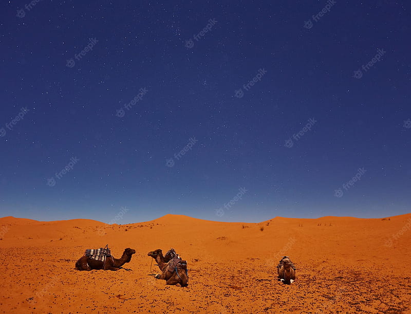 Desert Sunset . Vectors, Stock & PSD, Starry Desert Sunrise, HD wallpaper