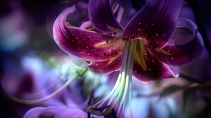 Lavender Lilly Flower Flowers, HD wallpaper