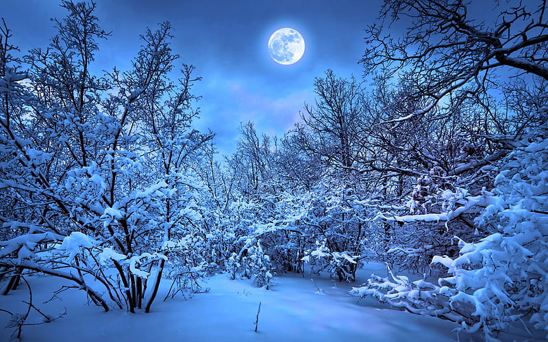 winter, forest, night, moon, snowdrift, HD wallpaper