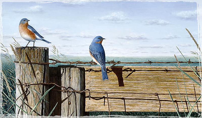 Singing the Blues - Bluebirds F2, fence, art, bluebirds, birds, artwork, barbed wire, painting, wide screen, wildlife, stevens, gene stevens, HD wallpaper