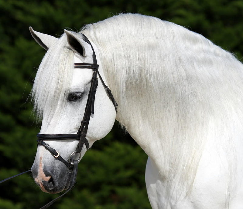 Perfil andaluz, blanco, andaluz, caballos, español, Fondo de pantalla HD |  Peakpx