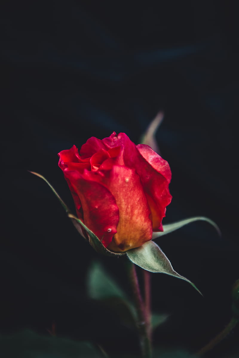 selective focus of red rose, HD phone wallpaper