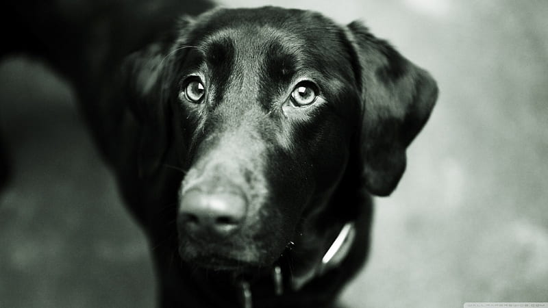 black lab, black, canine, labrador, dog, HD wallpaper