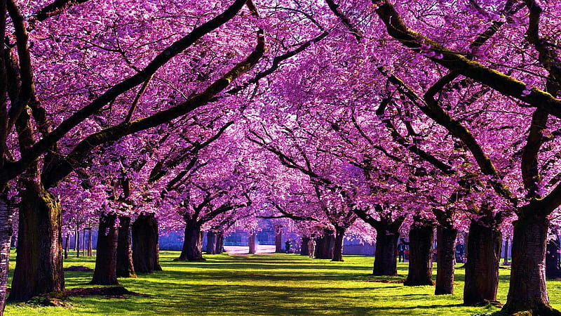 Alley of Cherry trees, blossoms, sunshine, spring, pink, HD wallpaper ...