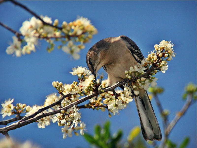 Mockingbird Eating, bird, flowers, mocking, trees, branch, animal, eating, HD wallpaper