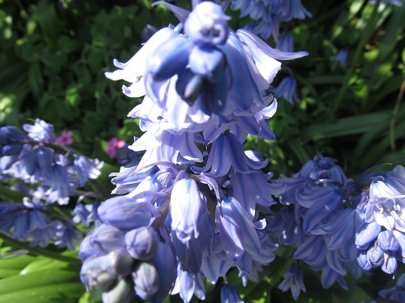 Sunny Bluebells, Kent, Flowers, Gardens, Bluebells, UK, HD wallpaper