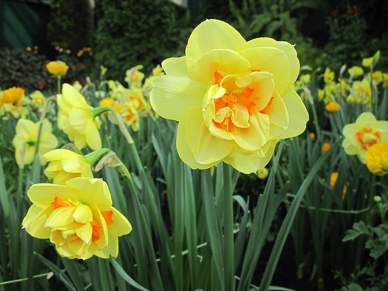 Flowers for a cause 24 Daffodils, Yellow, Daffodils, graphy, green, garden, Flowers, HD wallpaper