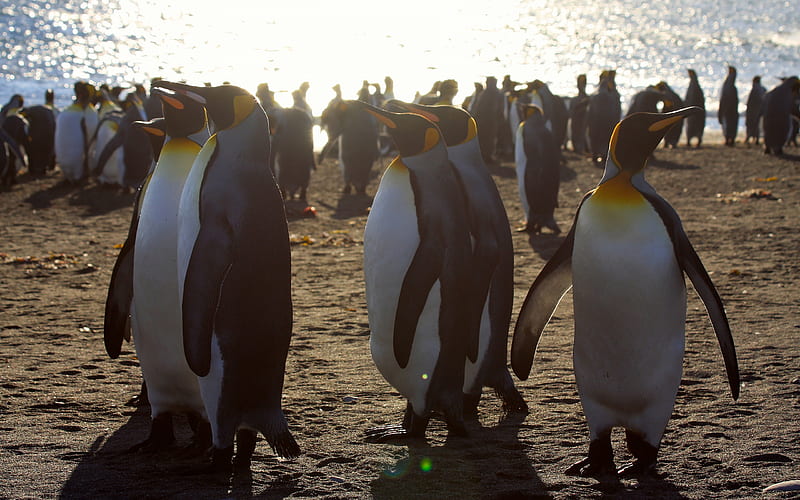 penguins, wildlife, sunset, evening, Antarctica, flock of penguins, HD wallpaper