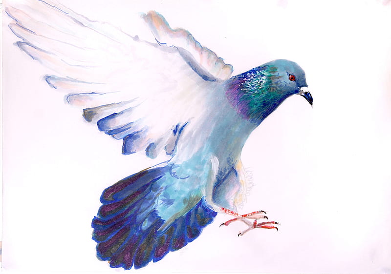 Pigeon, art, bird, pasari, white, alicja klawinowskawings, pink, blue, porumbel, HD wallpaper