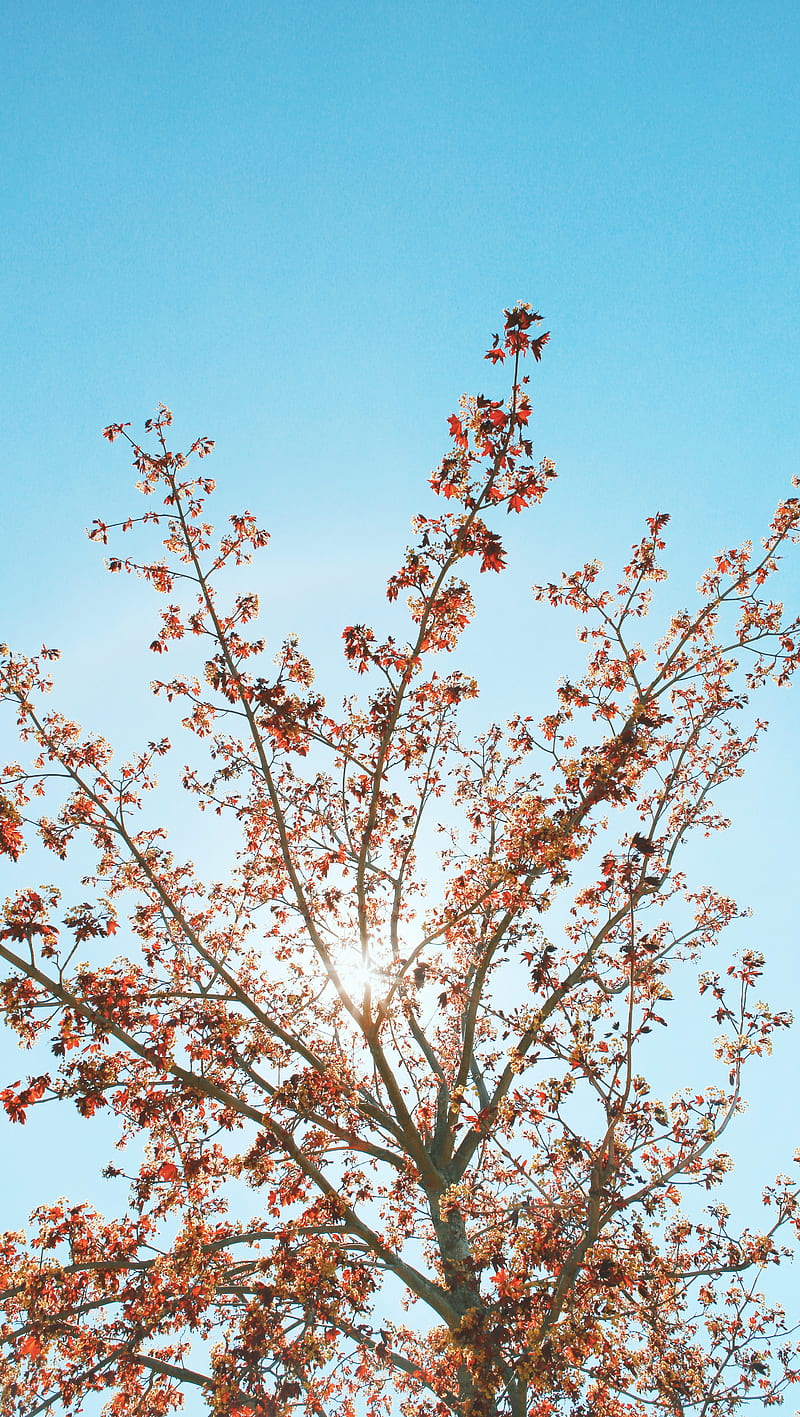 Red Maple in Spring, acer, blue leaves rubrum, sun, tree, HD phone wallpaper