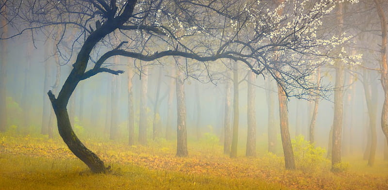 Early Morning, spring time, forest, woods, spring, trees, mist, splendor, nature, misty, morning, HD wallpaper