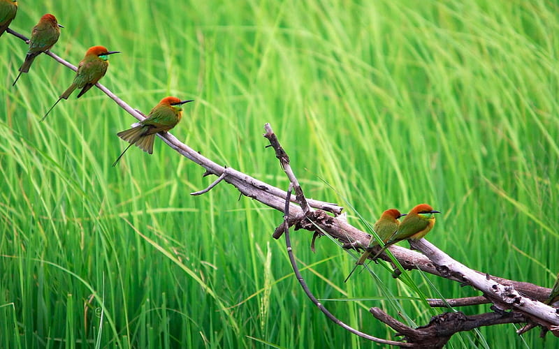 Beautiful Birds-wild animals, HD wallpaper