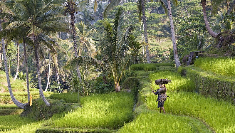 At Work, Far East, fields, Bali, terrace, palm trees, HD wallpaper