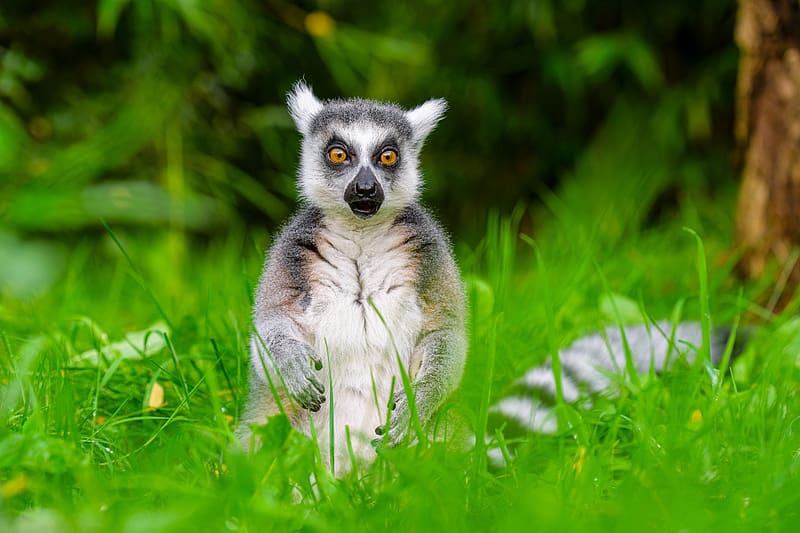 Lemur Ring-tailed, ring-tailed, primate, animal, lemur, HD wallpaper