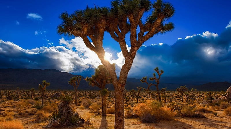 sunrise over desert landscape, desert, sunrise, clouds, cacti, HD wallpaper