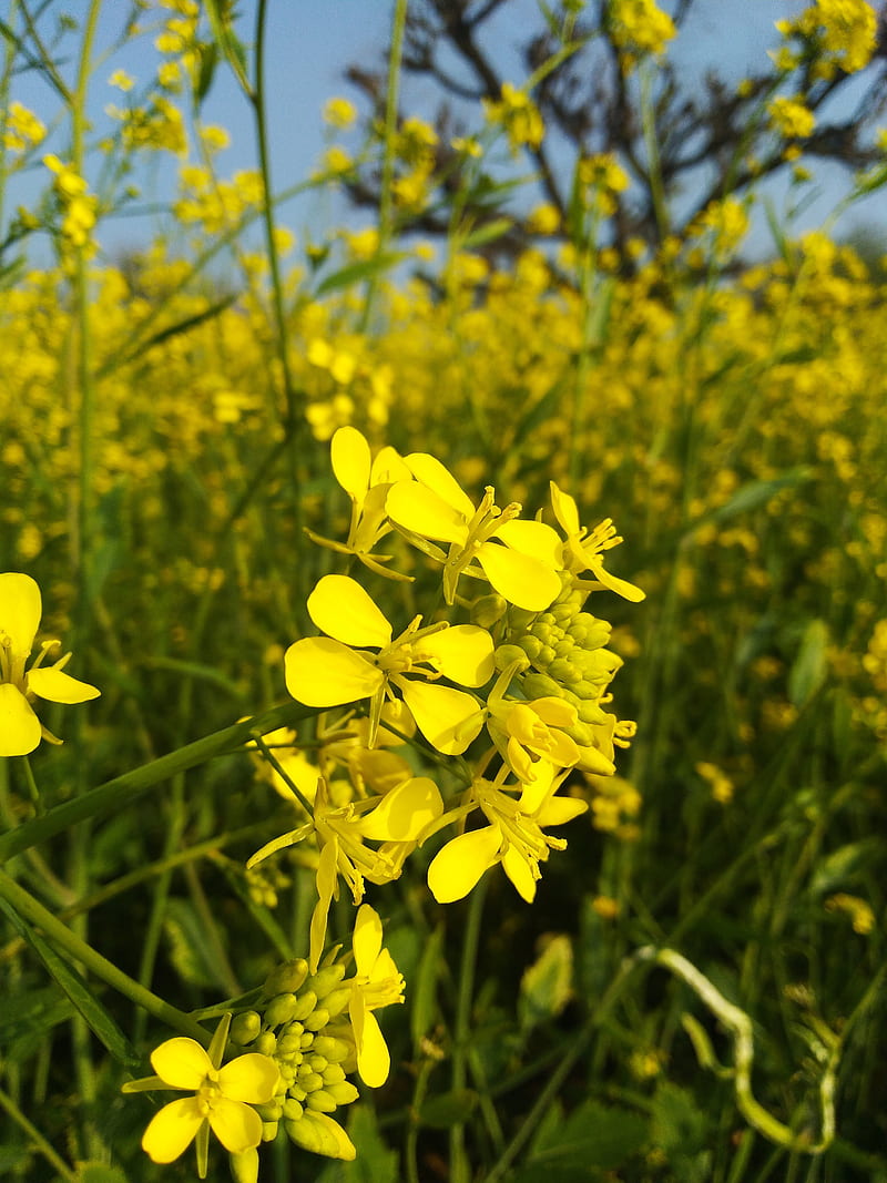 Mustard Flower Pictures  Download Free Images on Unsplash