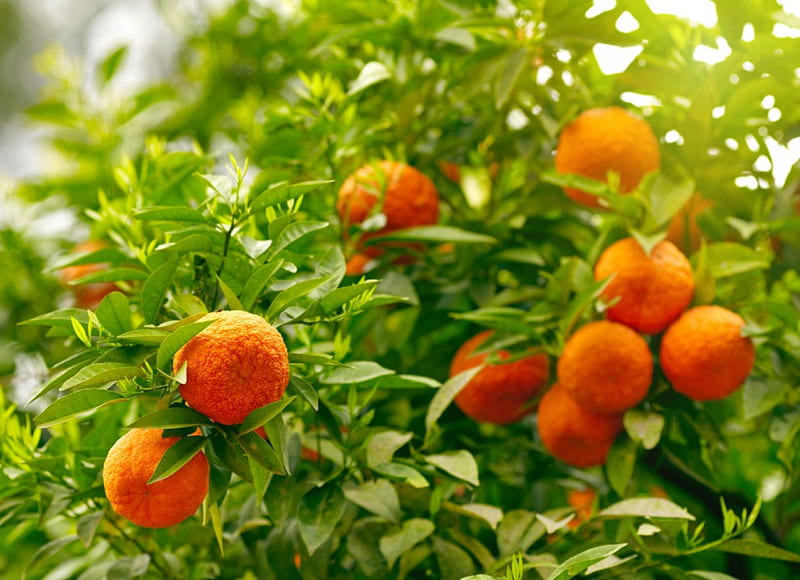 Oranges, tree, leaves, fruits, HD wallpaper