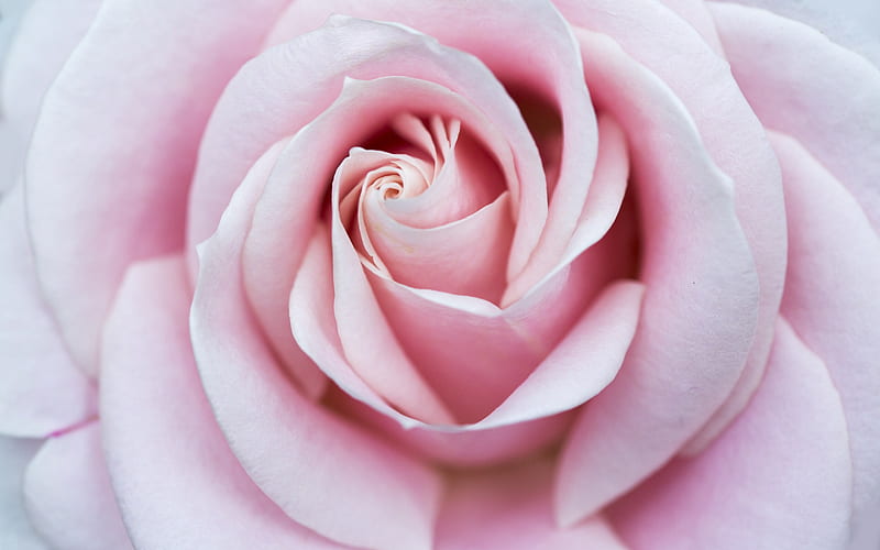 bud of a pink rose, beautiful flower, pink roses, macro, pink petals, HD wallpaper