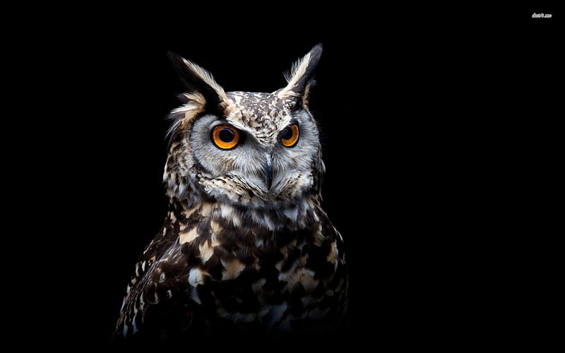 long earred owl, owl, bird, ear, animal, HD wallpaper