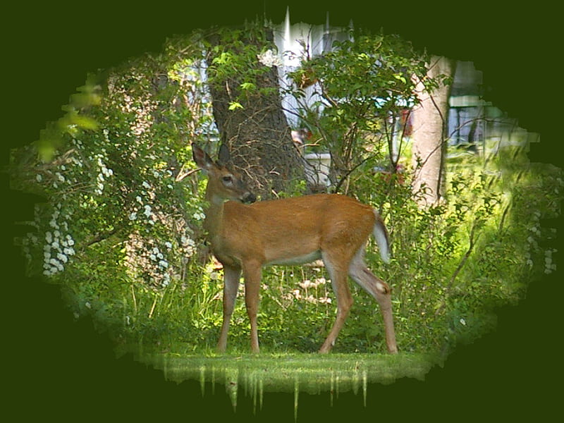 Baby Buck - Deer F1, graphy, buck, wildlife, animal, deer, HD wallpaper