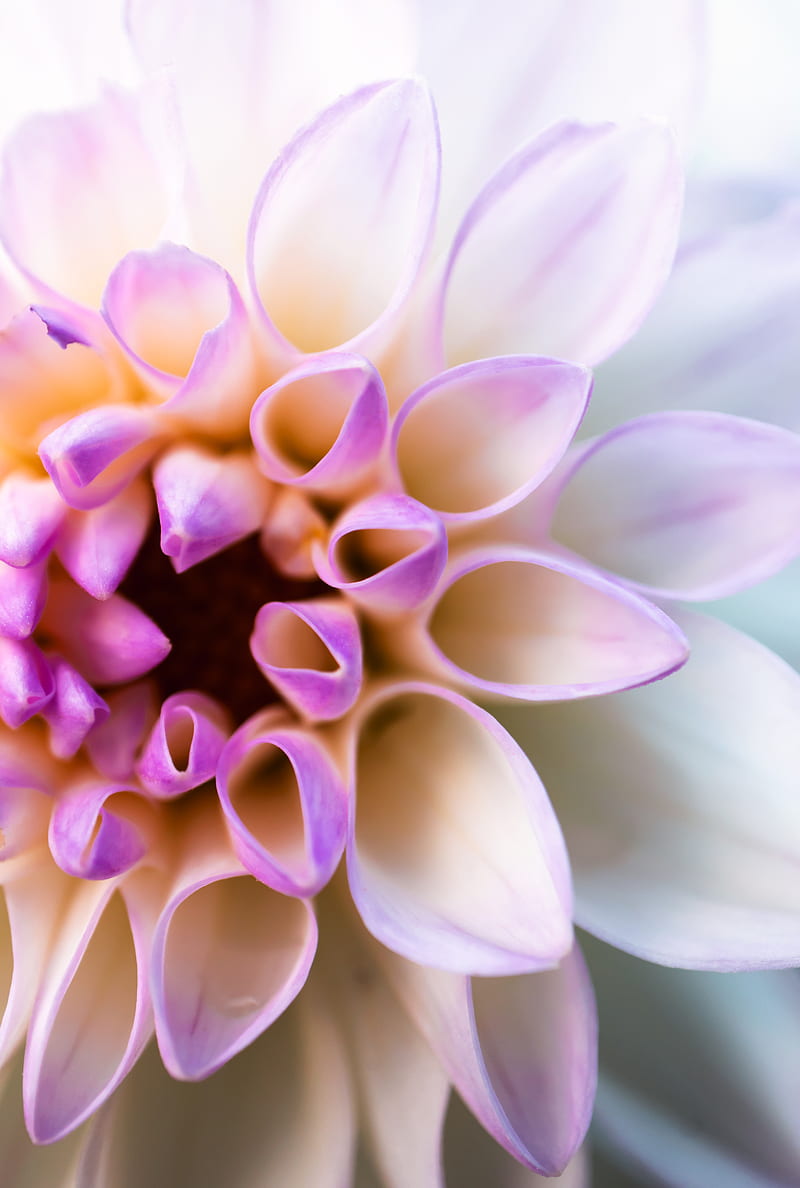 Flor amarilla y violeta en macro graphy, Fondo de pantalla de teléfono HD |  Peakpx