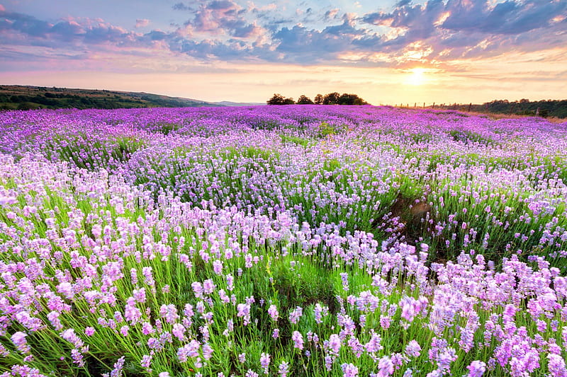 Flowers Field, sky, clouds, splendor, flowers, peaceful, nature, sunrise, field of flowers, landscape, HD wallpaper