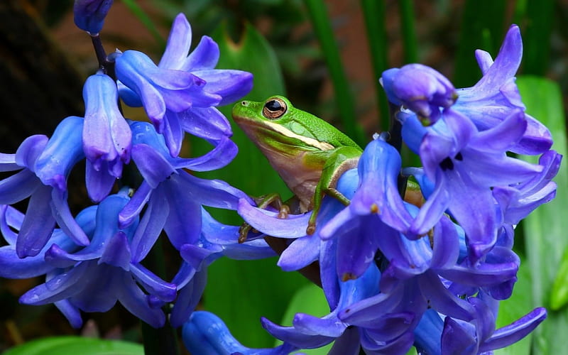 Frog, hyacinth, green, shepherds tree frog, flower, animal, blue, HD wallpaper