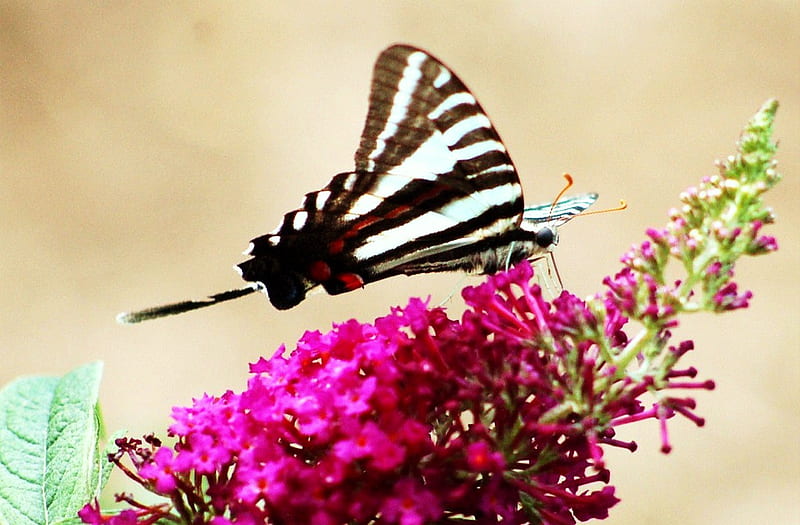 Flying zebra, black white red, pink flower, swallowtail, extended wing, zebra, HD wallpaper