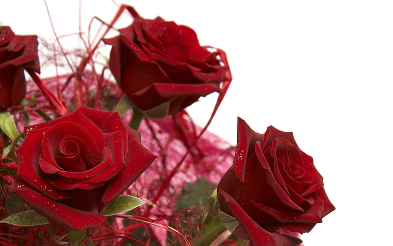 New friends, new life ~~, new life, red roses, wonderful, special, welcome, new friends, bonito, bouquet, friendship, entertainment, love, siempre, precious, sunshine, fashion, gorgeous, HD wallpaper