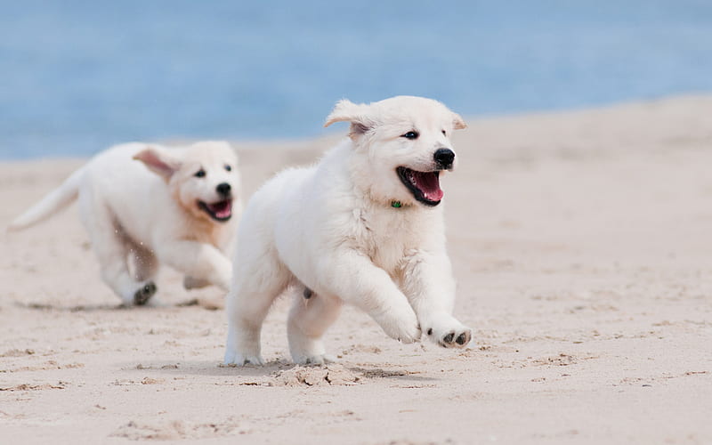 golden retrievers, puppies, labrador, cute little dogs, beach, sand, dogs, HD wallpaper