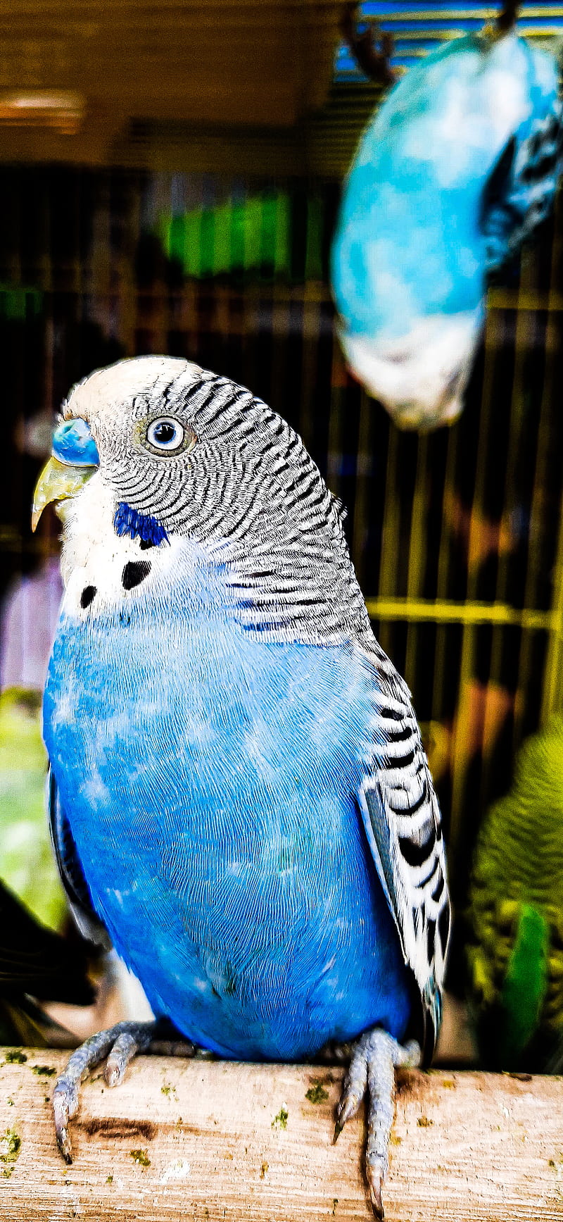 Love birds , background, bird, birds lovers, blue, blue, pheasants, HD phone wallpaper