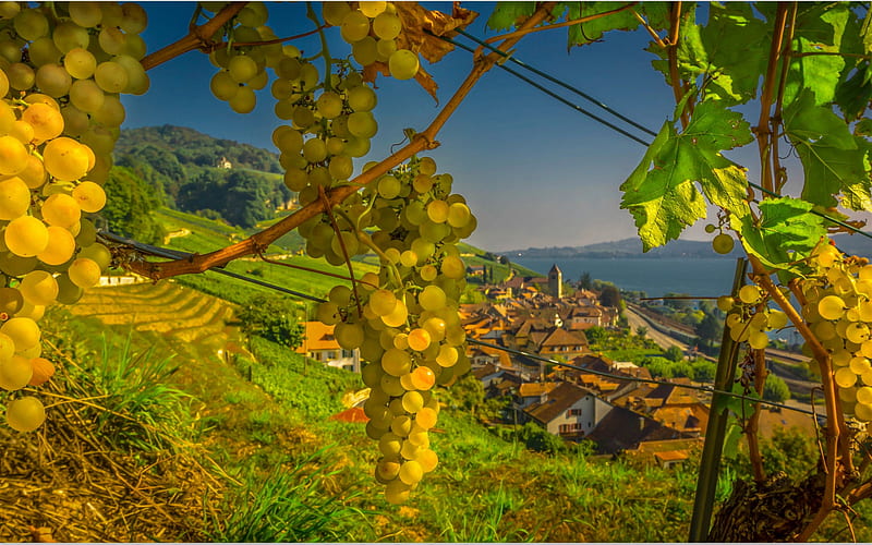 white grapes, evening, vineyard, grape harvest, grapes bunch, mountains, Switzerland, Alps, HD wallpaper