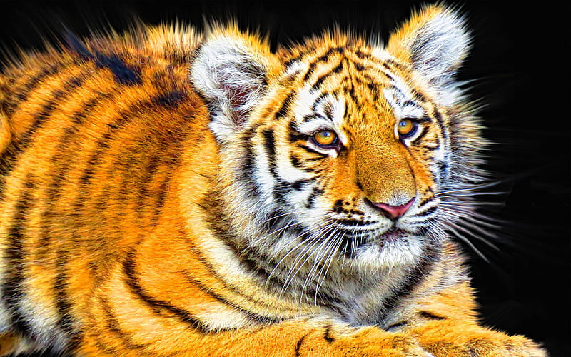 Tiger Cub, tiger, cub, animals, HD wallpaper
