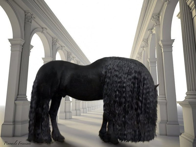Frederik the Great, stallion, black, horse, friesian, HD wallpaper