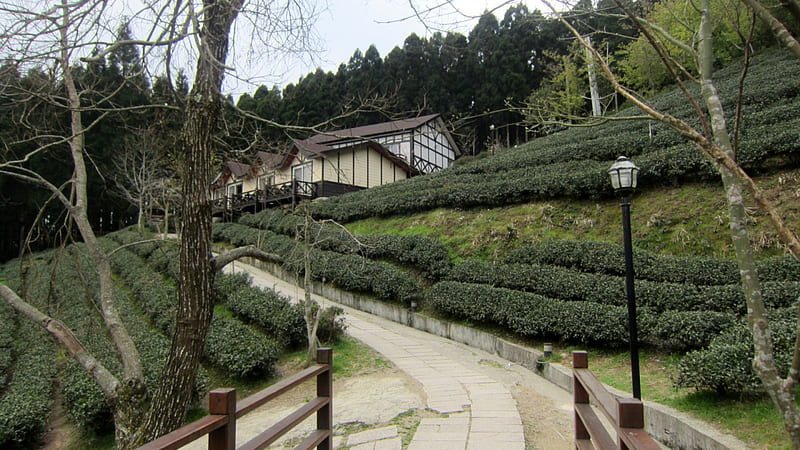 Tea plantation, mountain, tree, villa, HD wallpaper