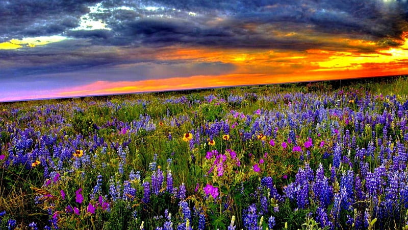 LUPINE MEADOW, wild flowers, sunset, spring, sky, clouds, sunrays, splendor, nature, landscape, meadow, HD wallpaper