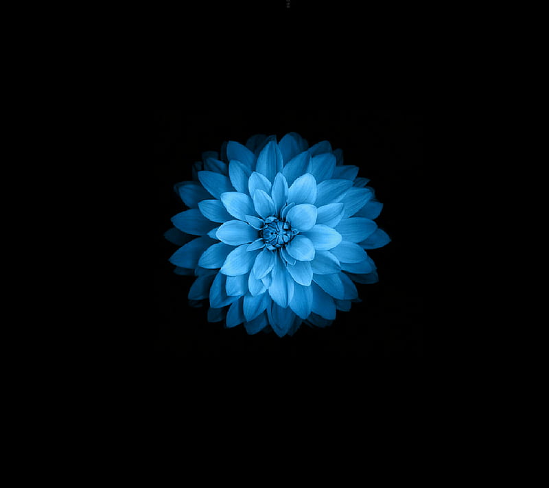 Blue Flower, black, HD wallpaper | Peakpx
