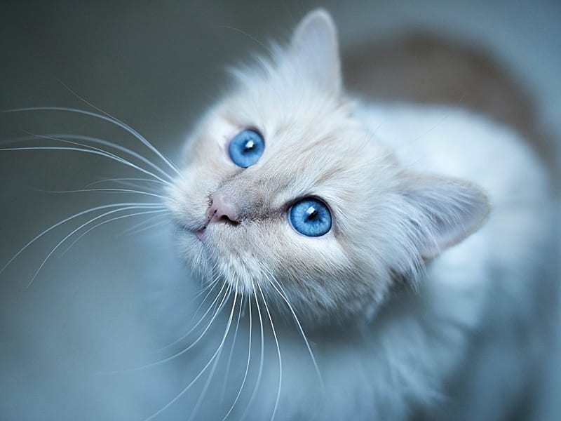 STUNNING EYES, BLUE, PRETTY, EYES, CAT, HD wallpaper | Peakpx